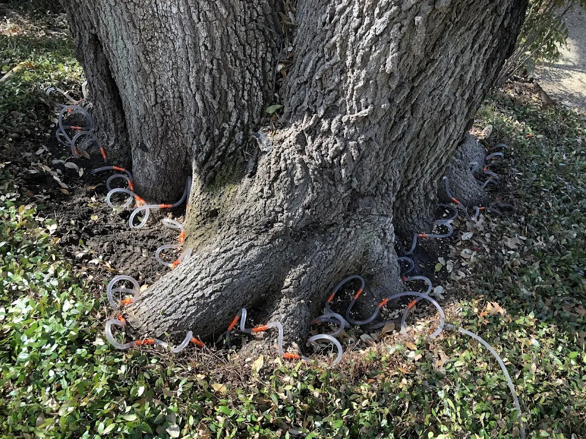 Detailed Tree Cabling and Bracing job site in Kunkle