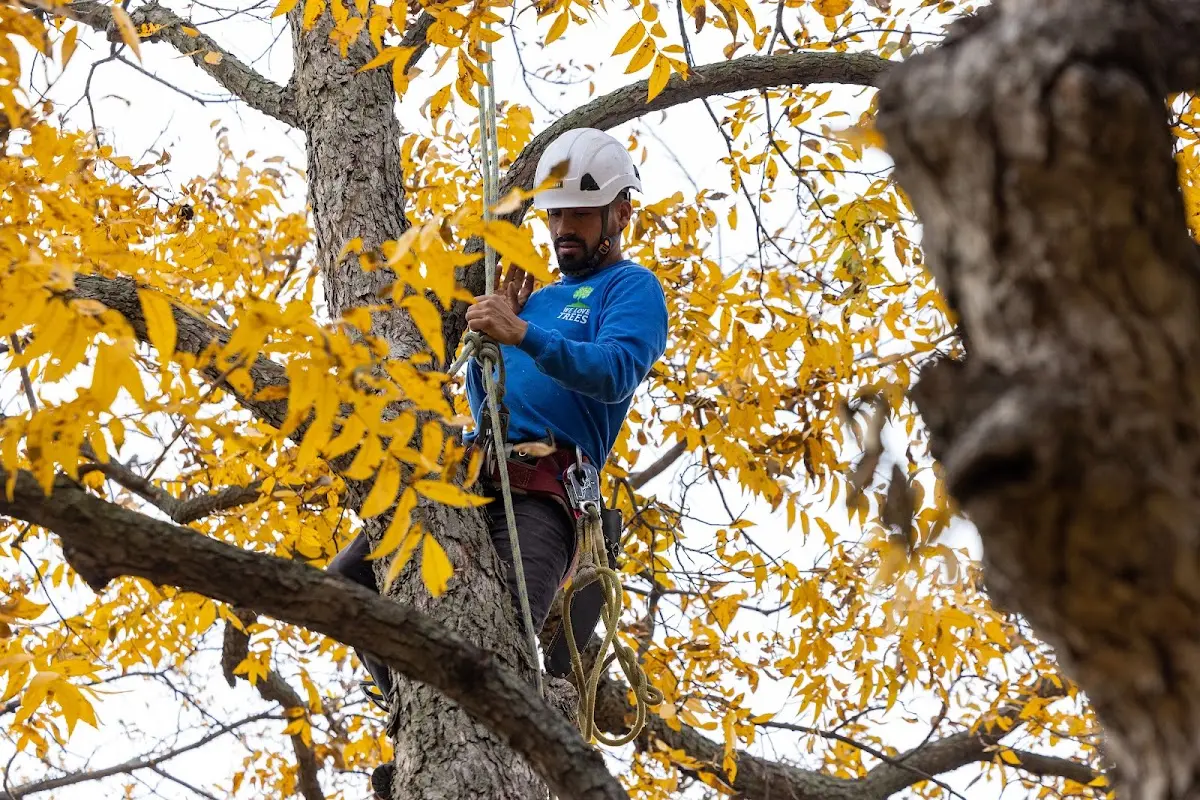 Skilled Tree Planing crew working in Kunkle